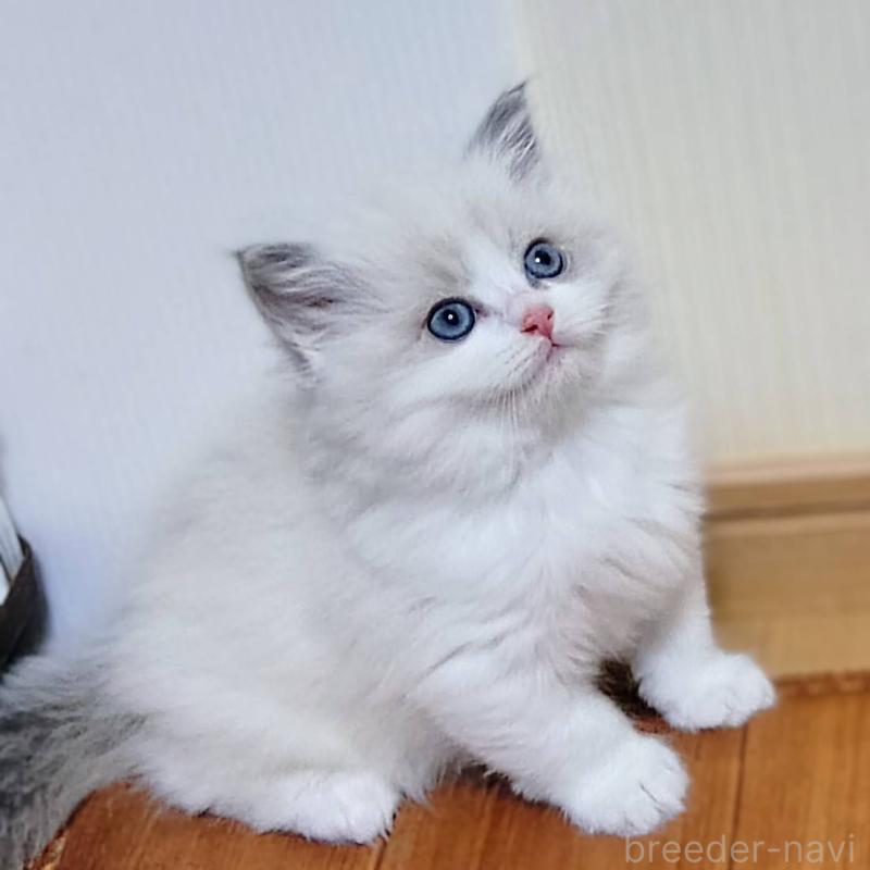 販売中の静岡県のラグドール-135327の2枚目