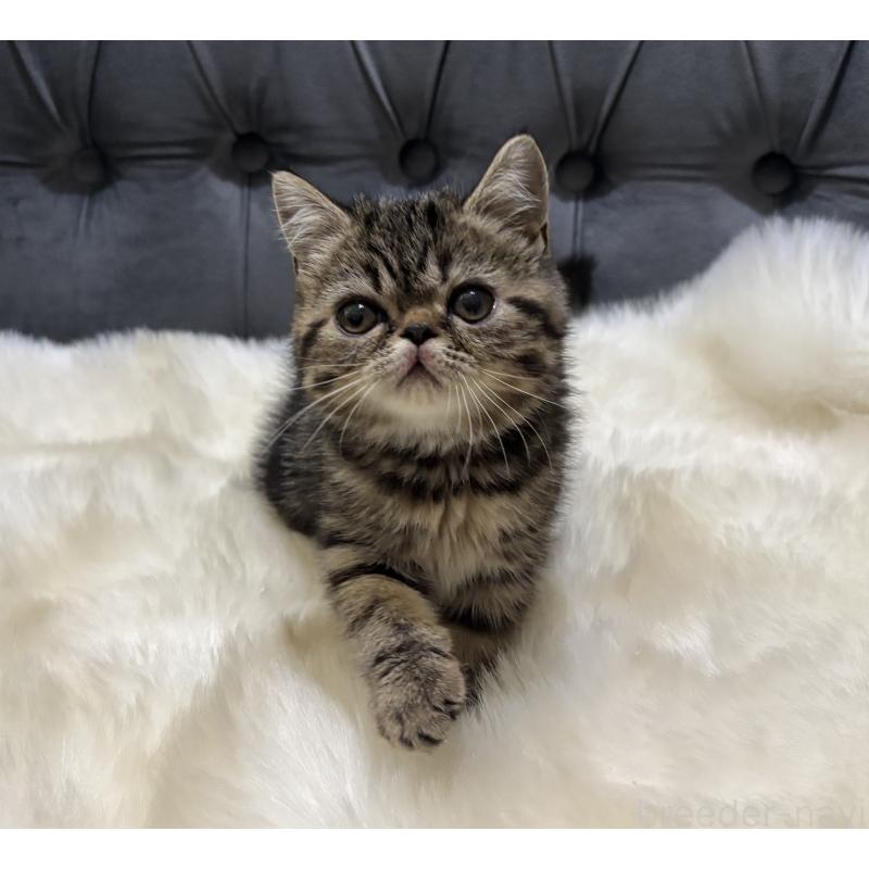 販売中の鹿児島県のエキゾチックショートヘア-135328の11枚目