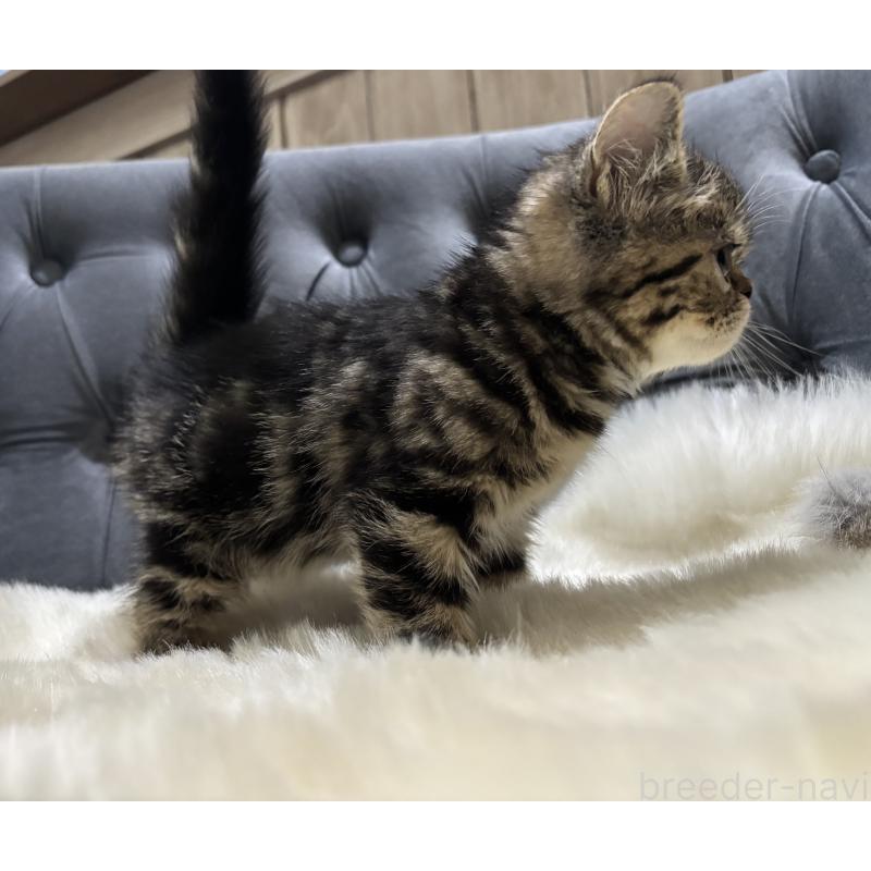 販売中の鹿児島県のエキゾチックショートヘア-135328の10枚目