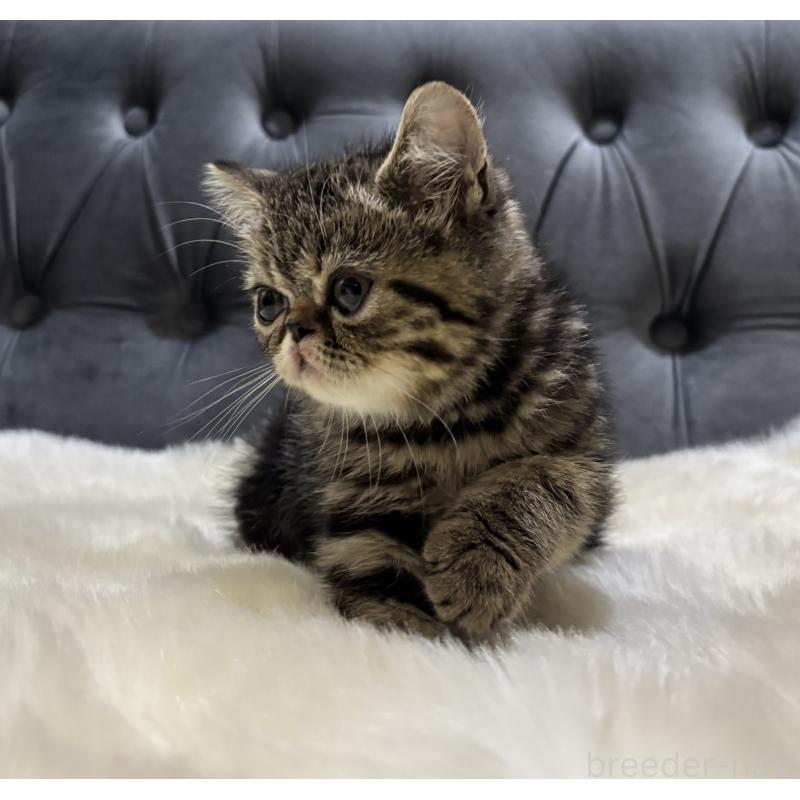 販売中の鹿児島県のエキゾチックショートヘア-135328の9枚目