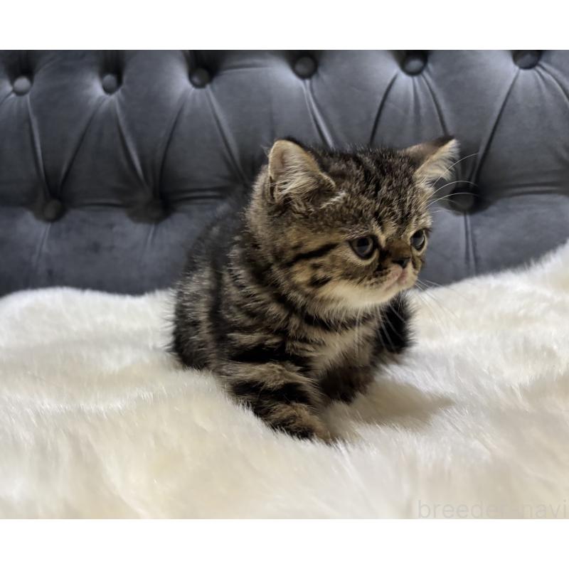 販売中の鹿児島県のエキゾチックショートヘア-135328の8枚目