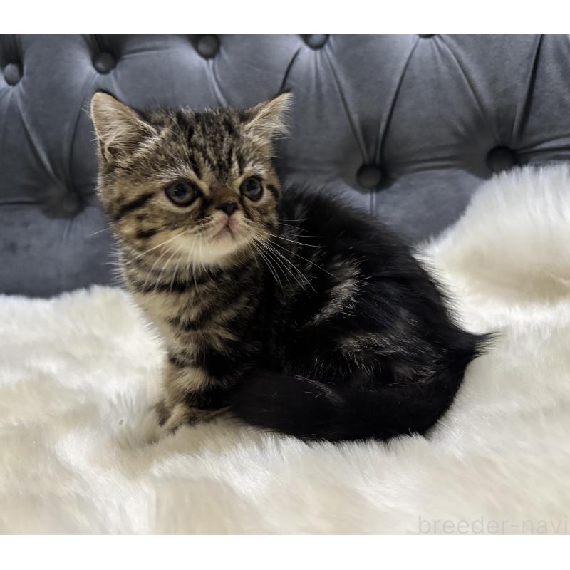 販売中の鹿児島県のエキゾチックショートヘア-135328の7枚目