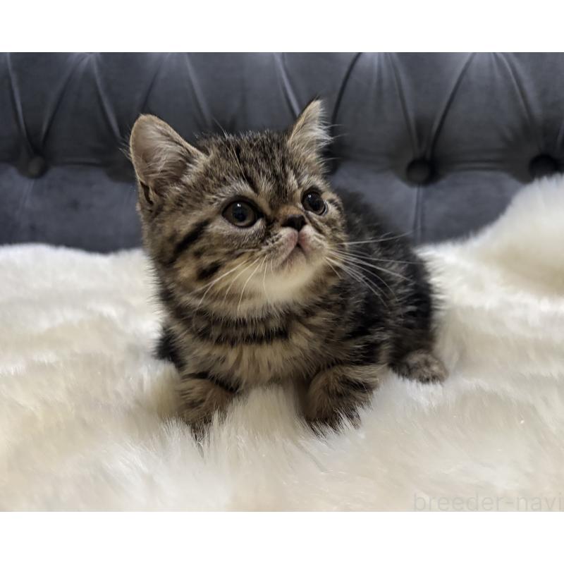 販売中の鹿児島県のエキゾチックショートヘア-135328の5枚目