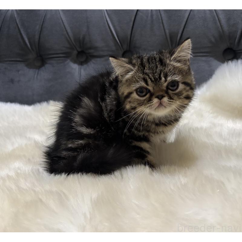 販売中の鹿児島県のエキゾチックショートヘア-135328の4枚目