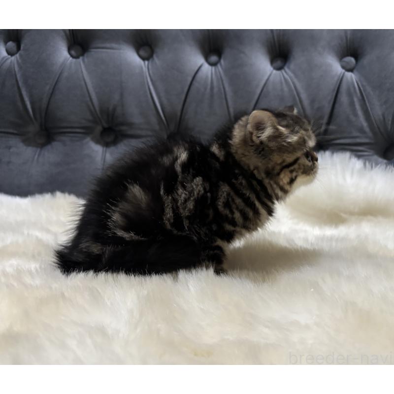 販売中の鹿児島県のエキゾチックショートヘア-135328の3枚目