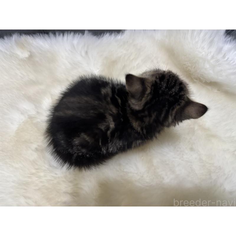 販売中の鹿児島県のエキゾチックショートヘア-135328の2枚目