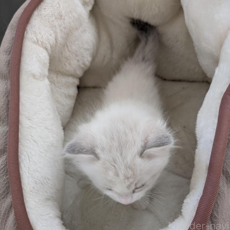 販売中の大阪府のラグドール-135330の6枚目