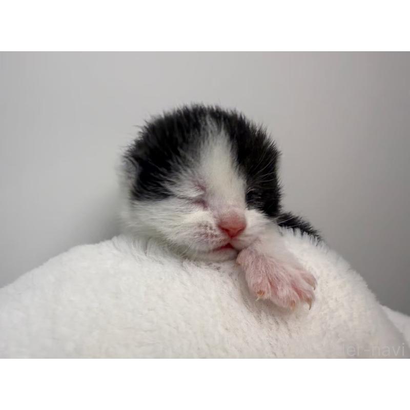 販売中の千葉県のスコティッシュフォールド-135329の5枚目