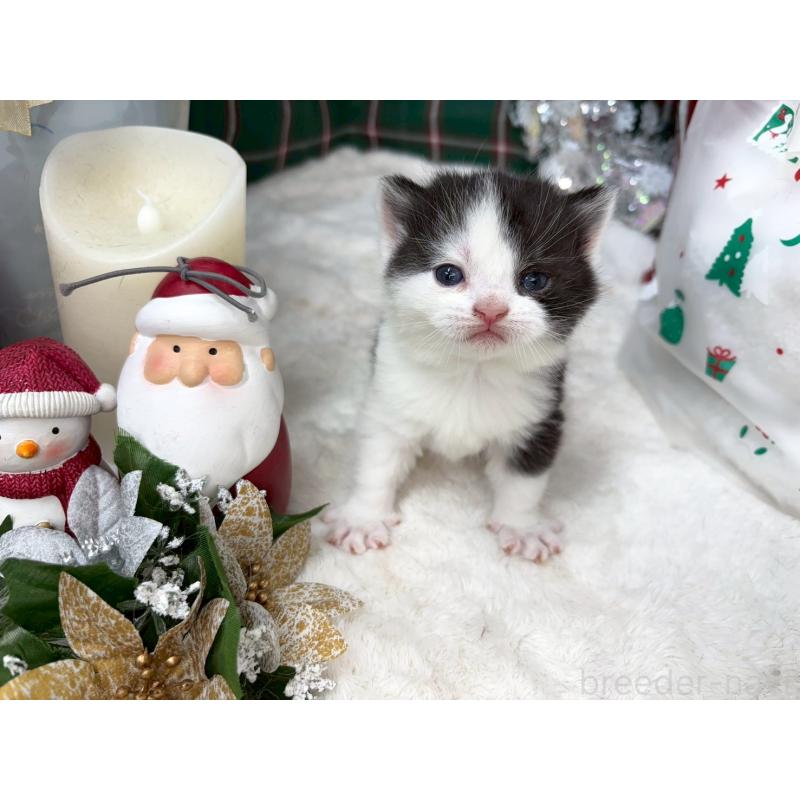 販売中の千葉県のスコティッシュフォールド-135329の4枚目