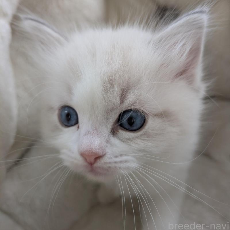 販売中の大阪府のラグドール-135330の4枚目