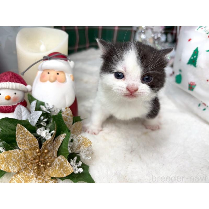 販売中の千葉県のスコティッシュフォールド-135329の2枚目