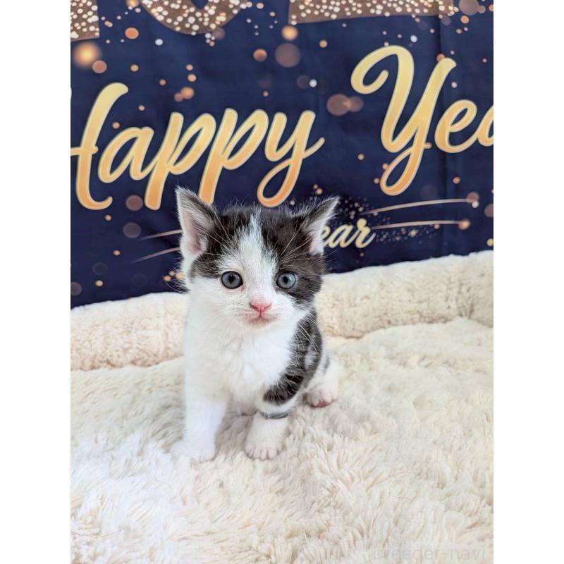 販売中ののスコティッシュフォールド-135329