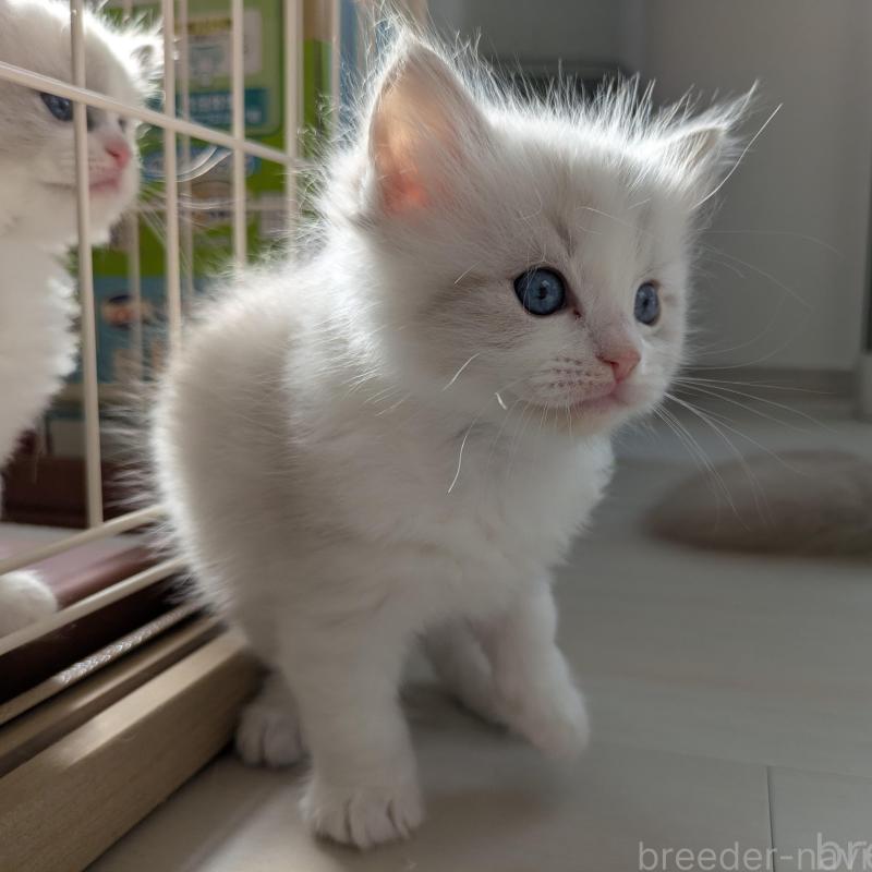 販売中の大阪府のラグドール-135330の3枚目