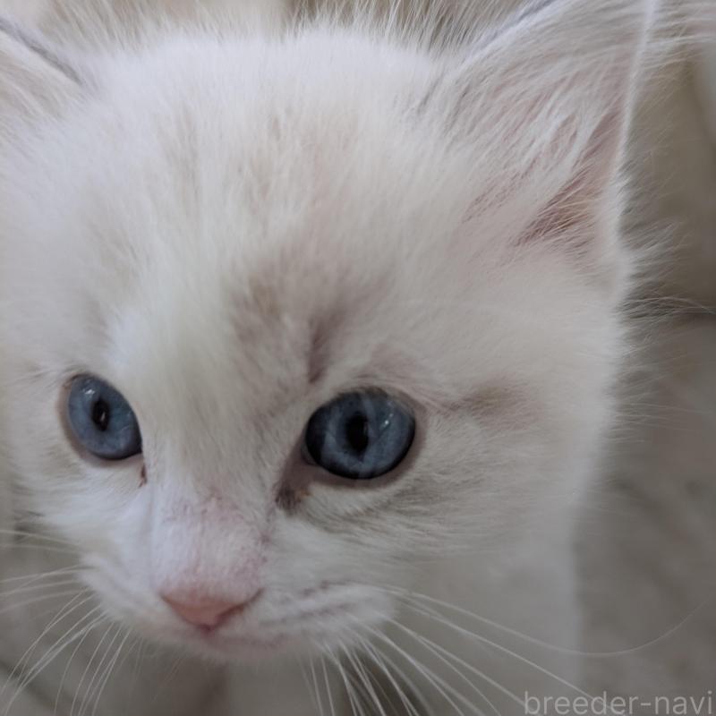 販売中の大阪府のラグドール-135330の2枚目