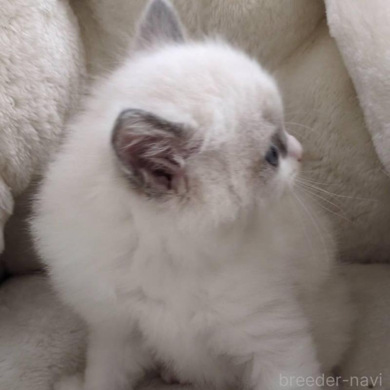 販売中の大阪府のラグドール-135331の4枚目