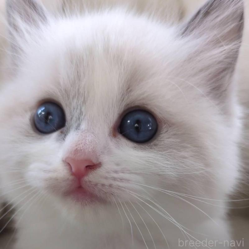 販売中の大阪府のラグドール-135331の1枚目