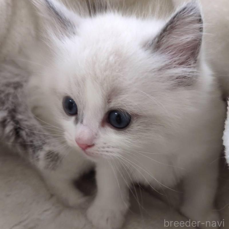 販売中の大阪府のラグドール-135331の2枚目