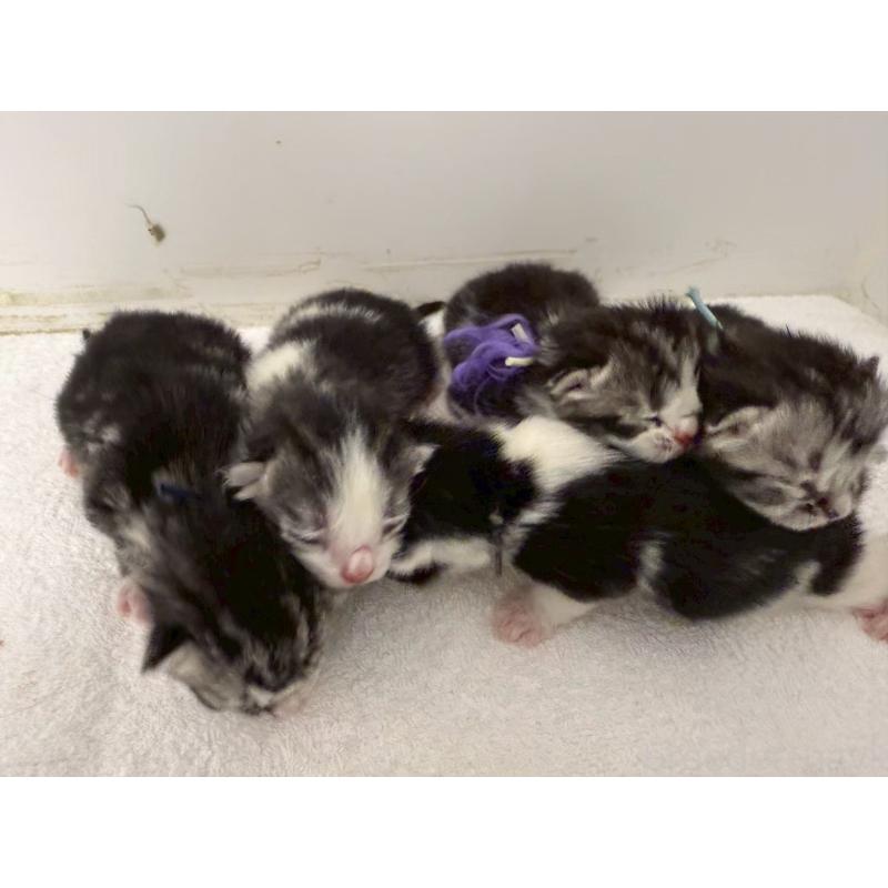 販売中の千葉県のスコティッシュフォールド-135332の7枚目