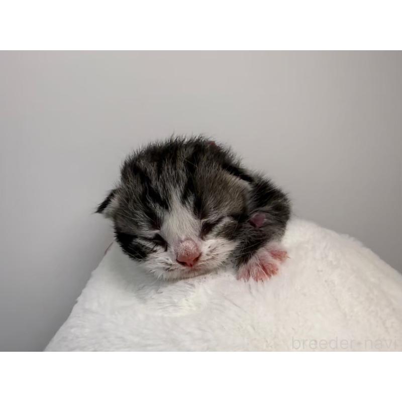 販売中の千葉県のスコティッシュフォールド-135332の5枚目