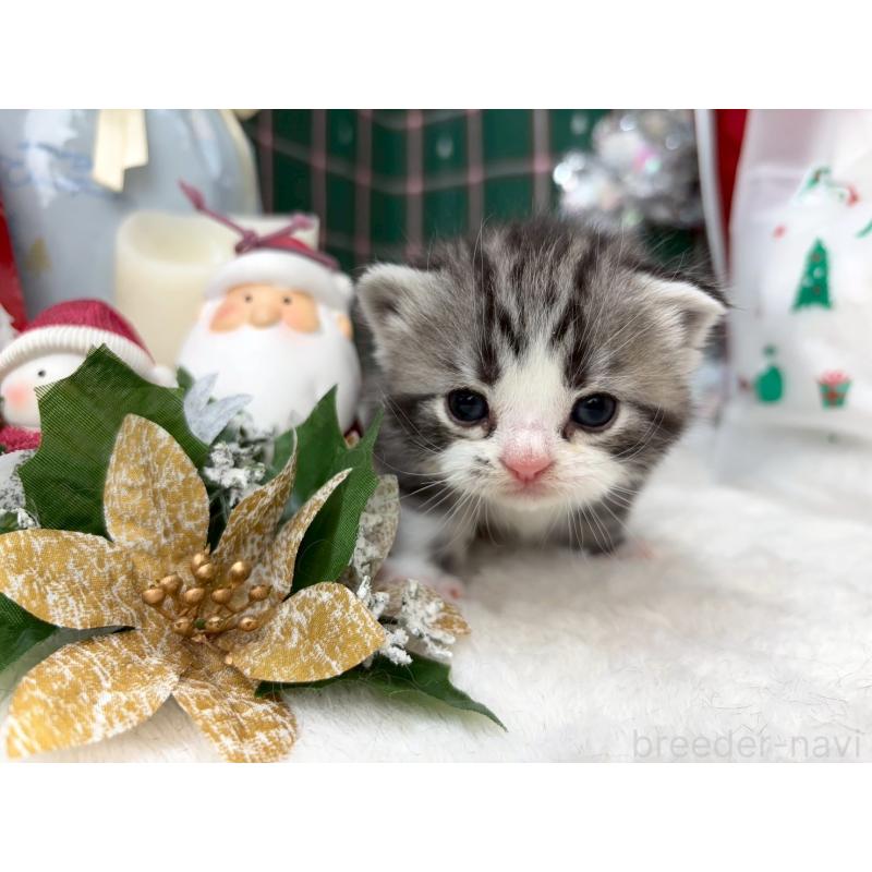 販売中の千葉県のスコティッシュフォールド-135332の4枚目