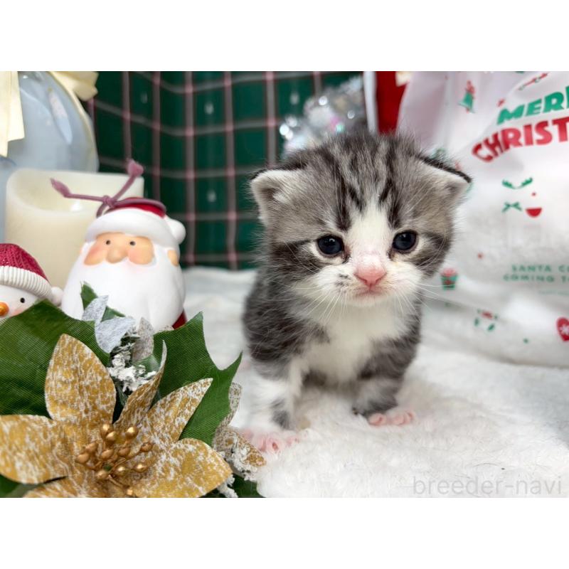 販売中の千葉県のスコティッシュフォールド-135332の3枚目