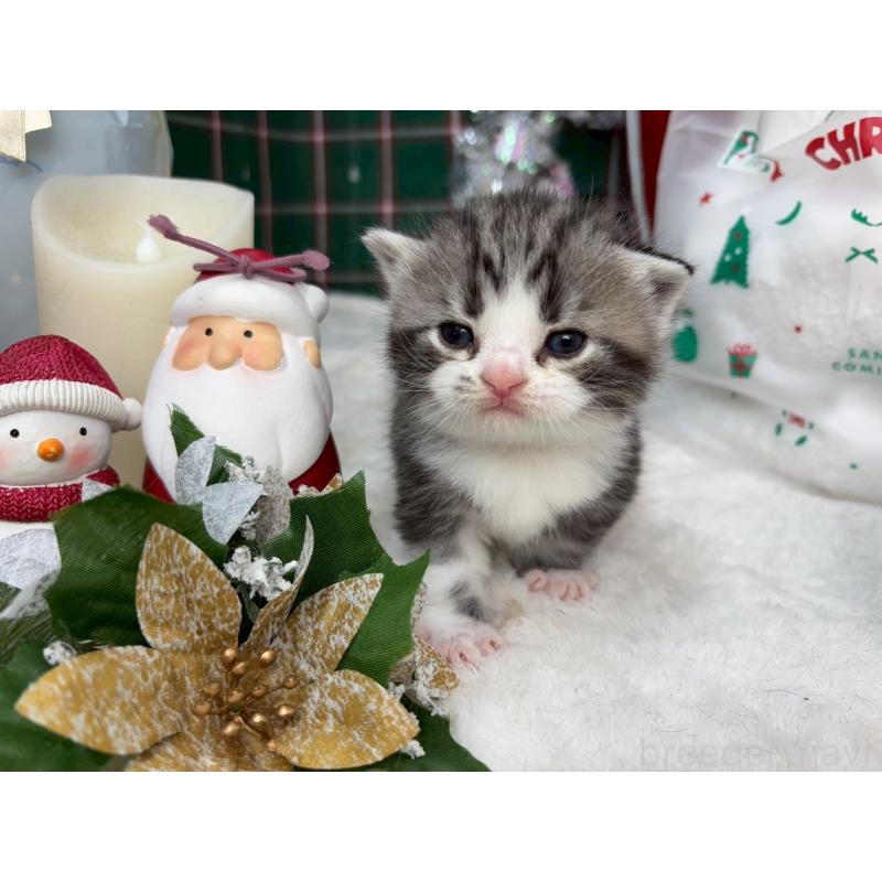 販売中の千葉県のスコティッシュフォールド-135332の2枚目