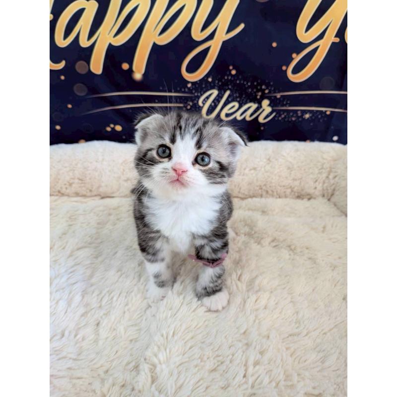 販売中の千葉県のスコティッシュフォールド-135332の1枚目