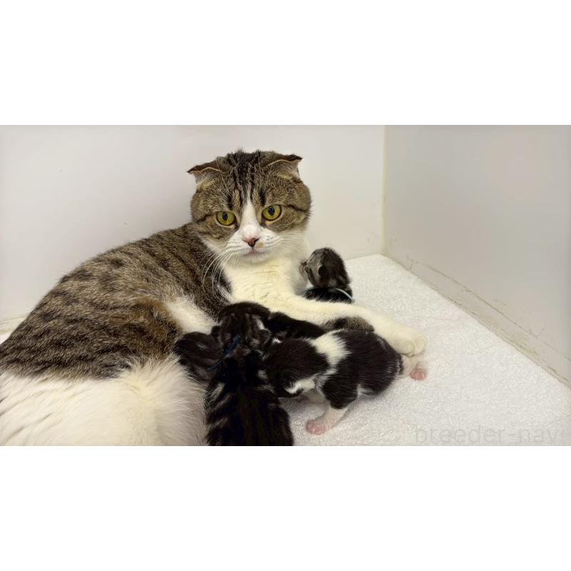 販売中の千葉県のスコティッシュフォールド-135333の9枚目