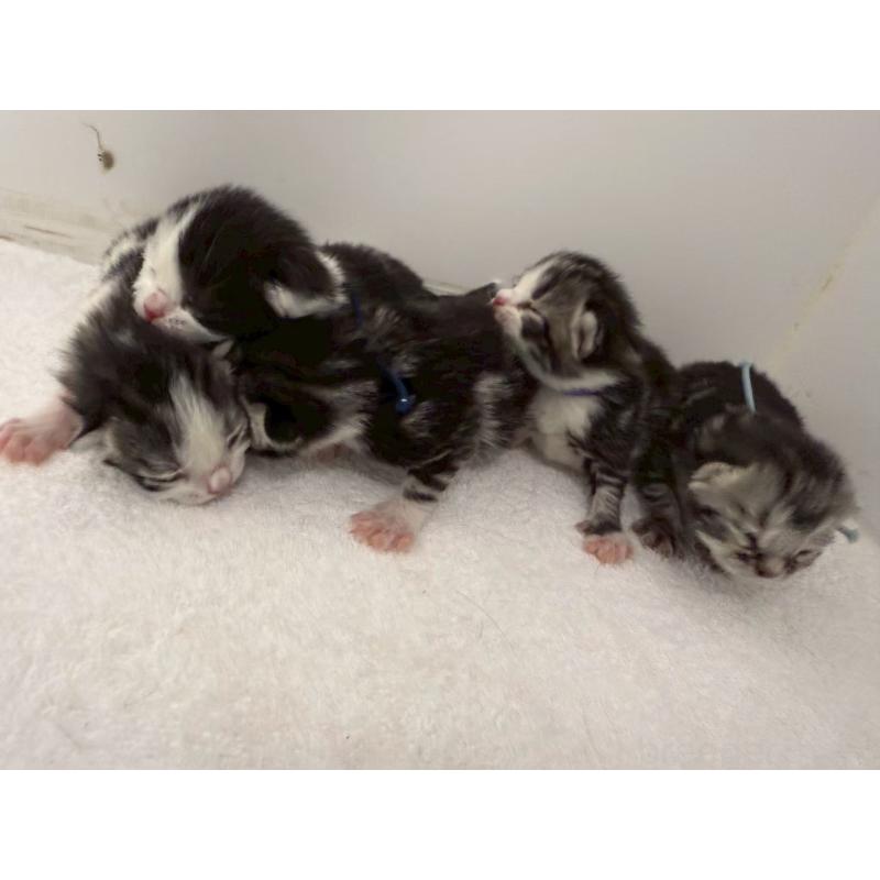 販売中の千葉県のスコティッシュフォールド-135333の8枚目