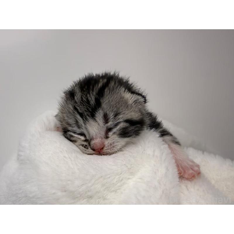 販売中の千葉県のスコティッシュフォールド-135333の5枚目