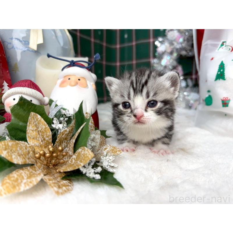 販売中の千葉県のスコティッシュフォールド-135333の3枚目