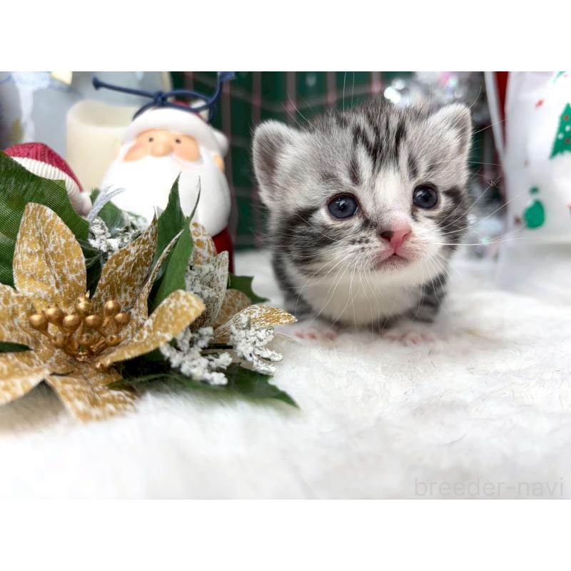 販売中の千葉県のスコティッシュフォールド-135333の2枚目