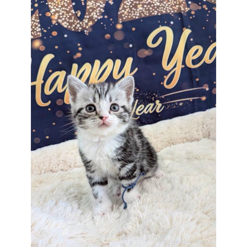 販売中の千葉県のスコティッシュフォールド-135333