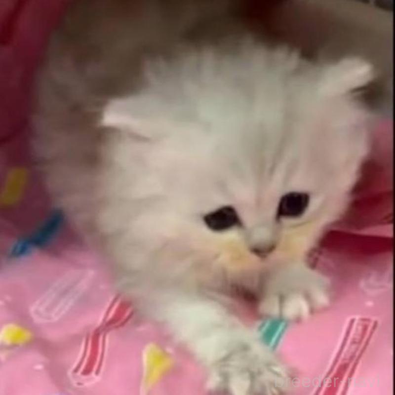 販売中の長野県のペルシャ-135335