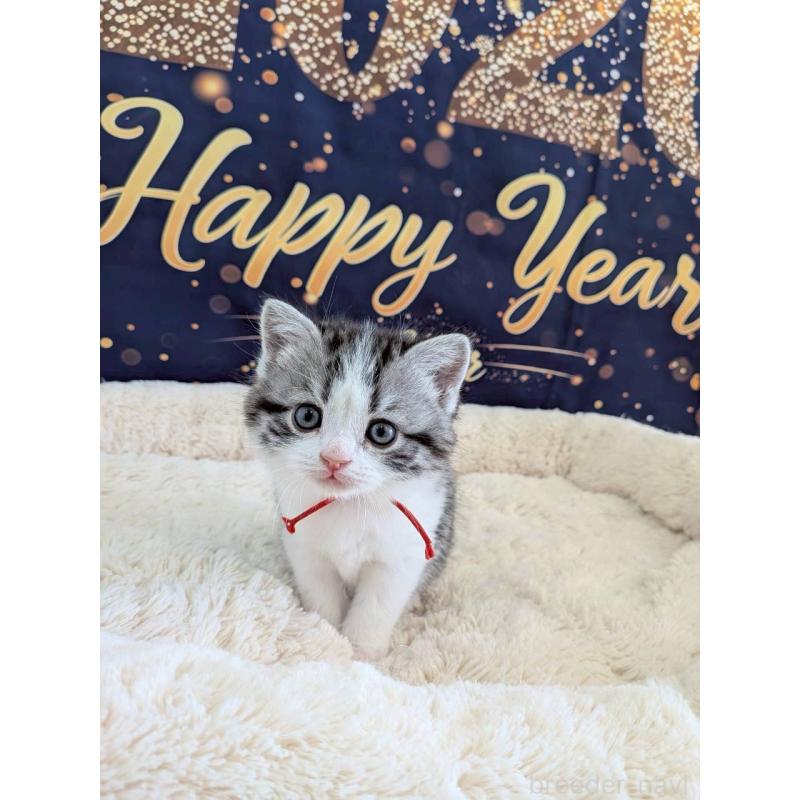 販売中の千葉県のスコティッシュフォールド-135334