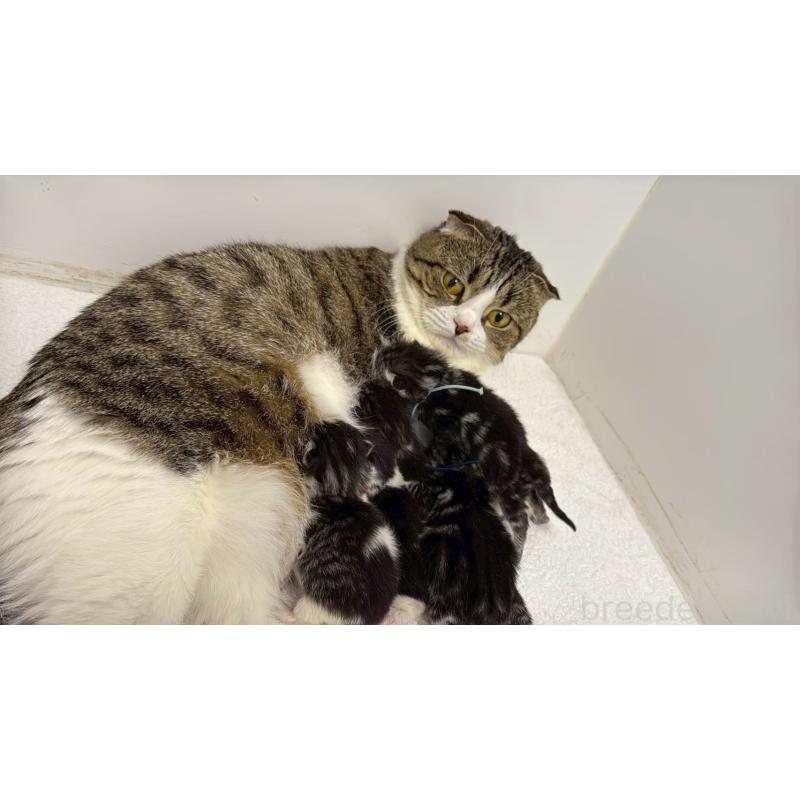 販売中の千葉県のスコティッシュフォールド-135334の6枚目