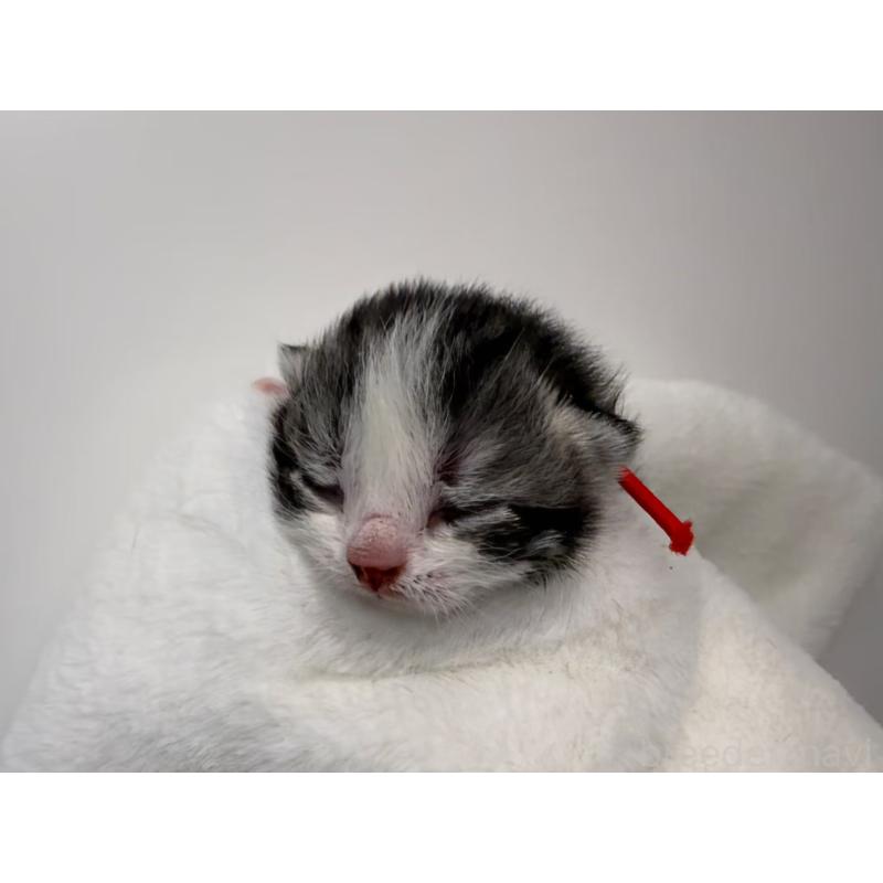 販売中の千葉県のスコティッシュフォールド-135334の5枚目