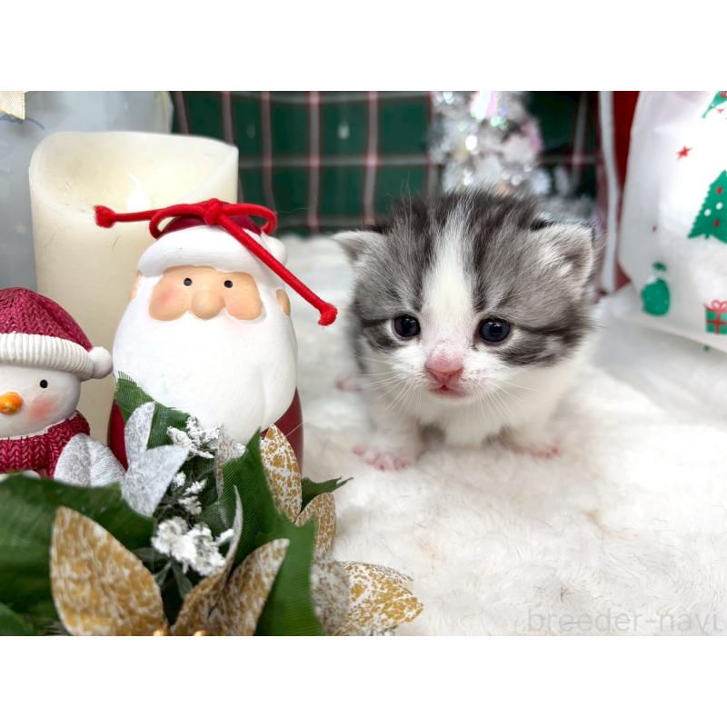 販売中の千葉県のスコティッシュフォールド-135334の3枚目