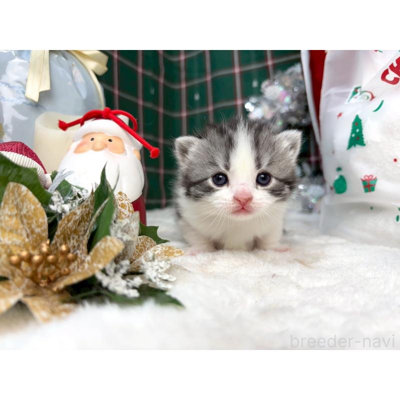 販売中の千葉県のスコティッシュフォールド-135334の2枚目