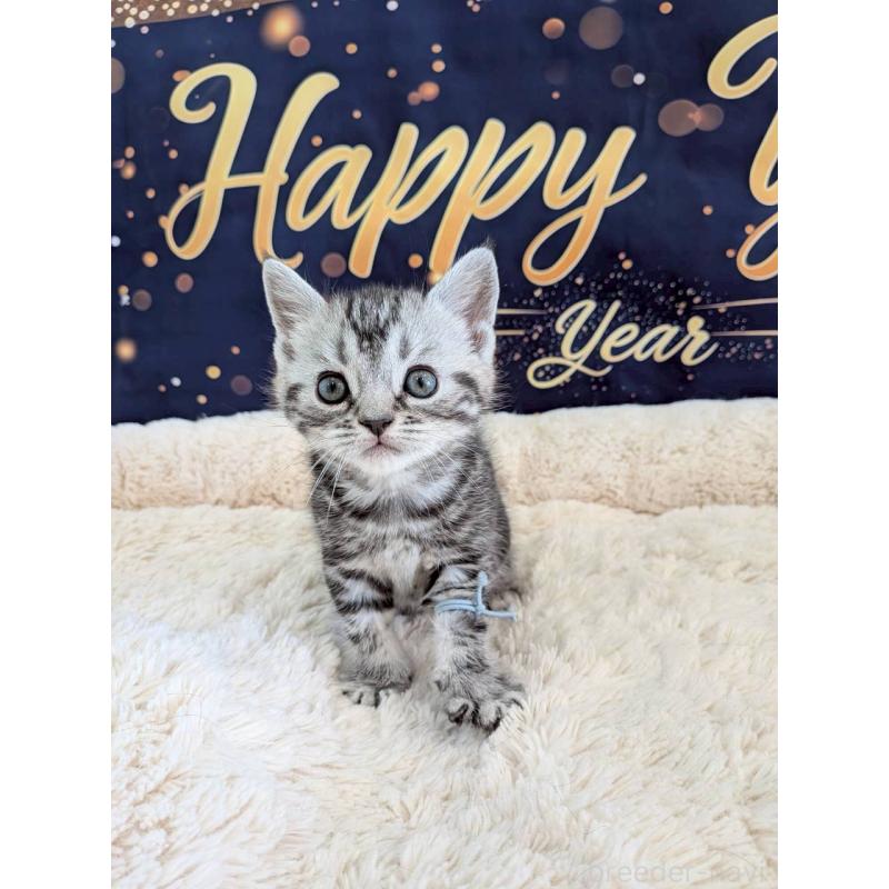 販売中の千葉県のスコティッシュフォールド-135336