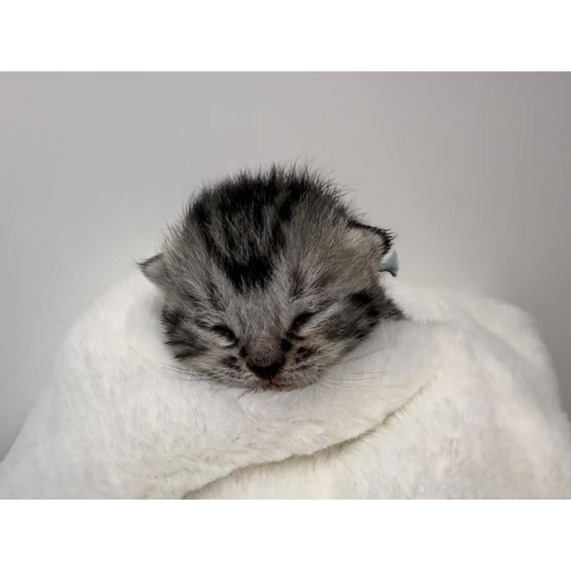 販売中の千葉県のスコティッシュフォールド-135336の5枚目