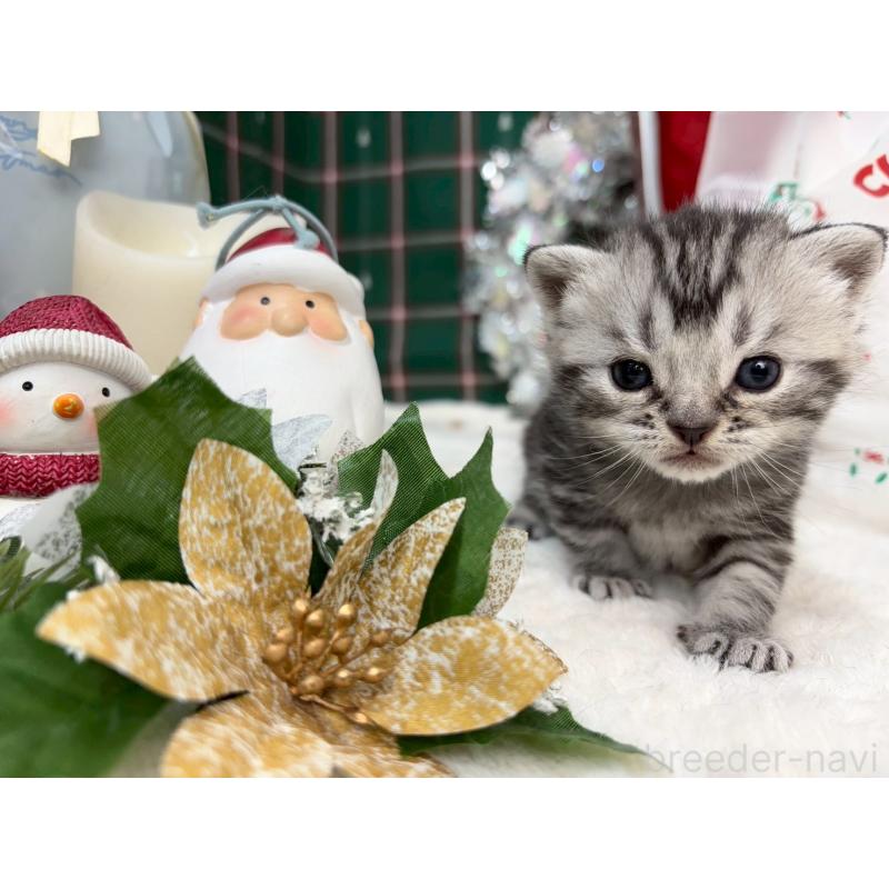 販売中の千葉県のスコティッシュフォールド-135336の4枚目