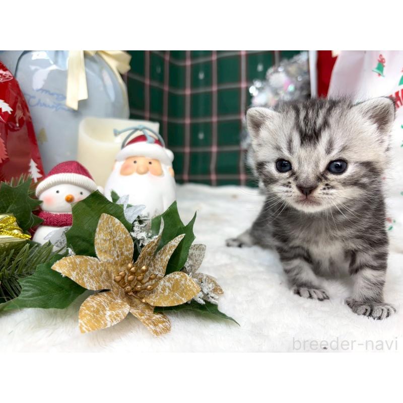 販売中の千葉県のスコティッシュフォールド-135336の3枚目