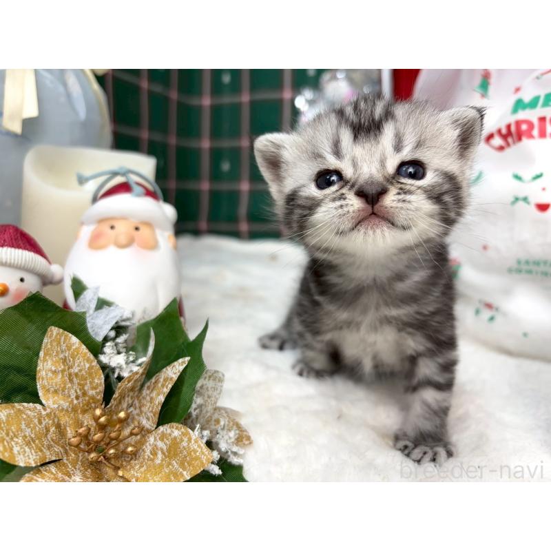 販売中の千葉県のスコティッシュフォールド-135336の2枚目