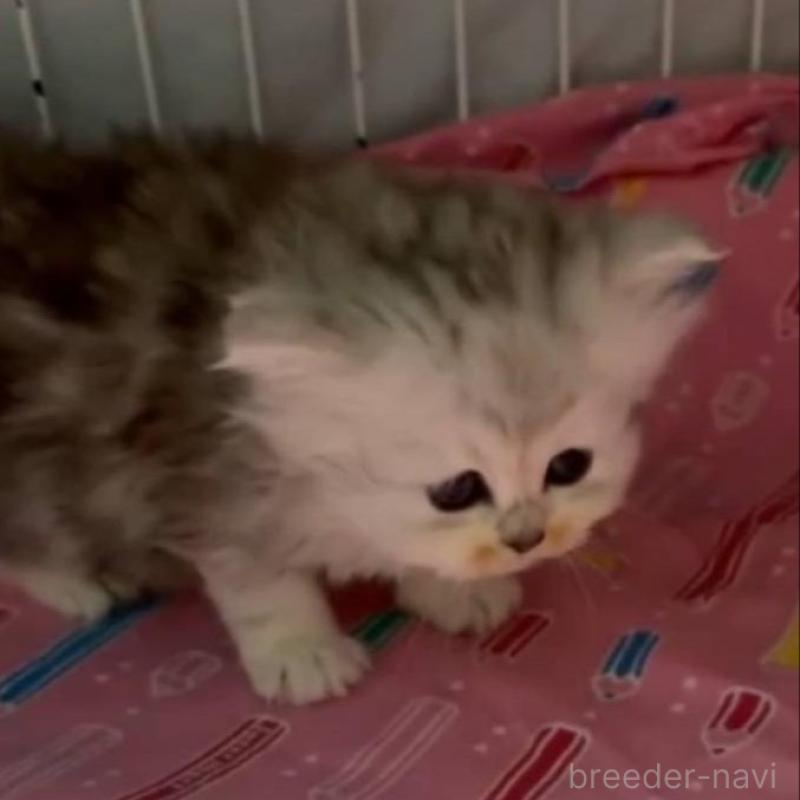 販売中の長野県のペルシャ-135337