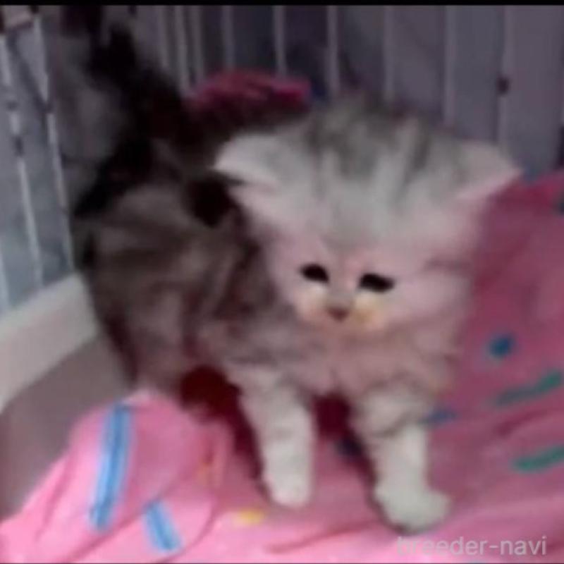 販売中の長野県のペルシャ-135337の6枚目