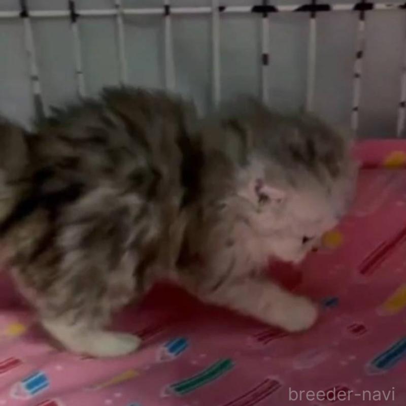 販売中の長野県のペルシャ-135337の5枚目