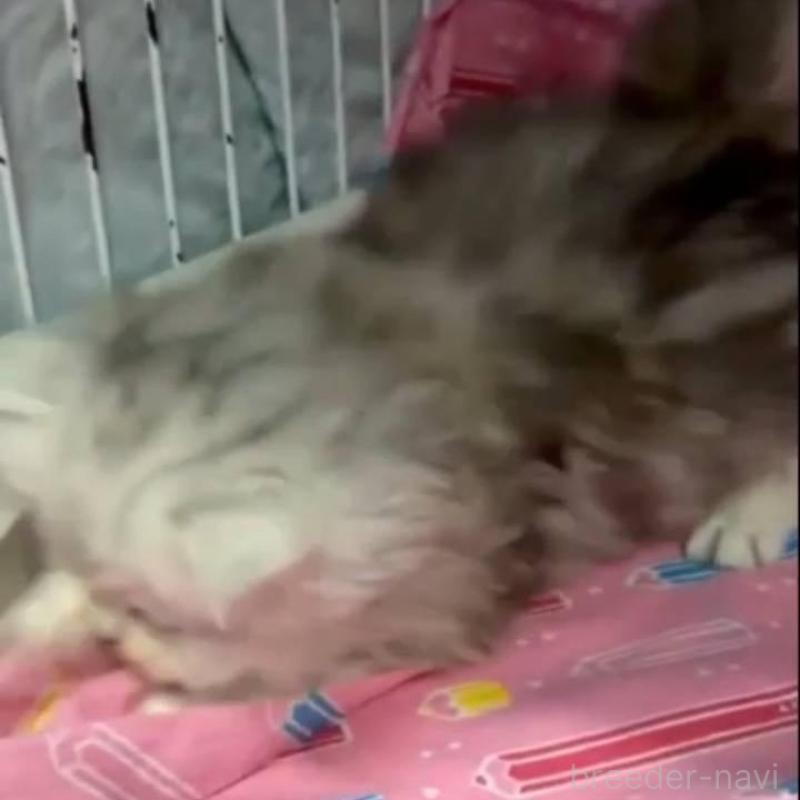 販売中の長野県のペルシャ-135337の4枚目