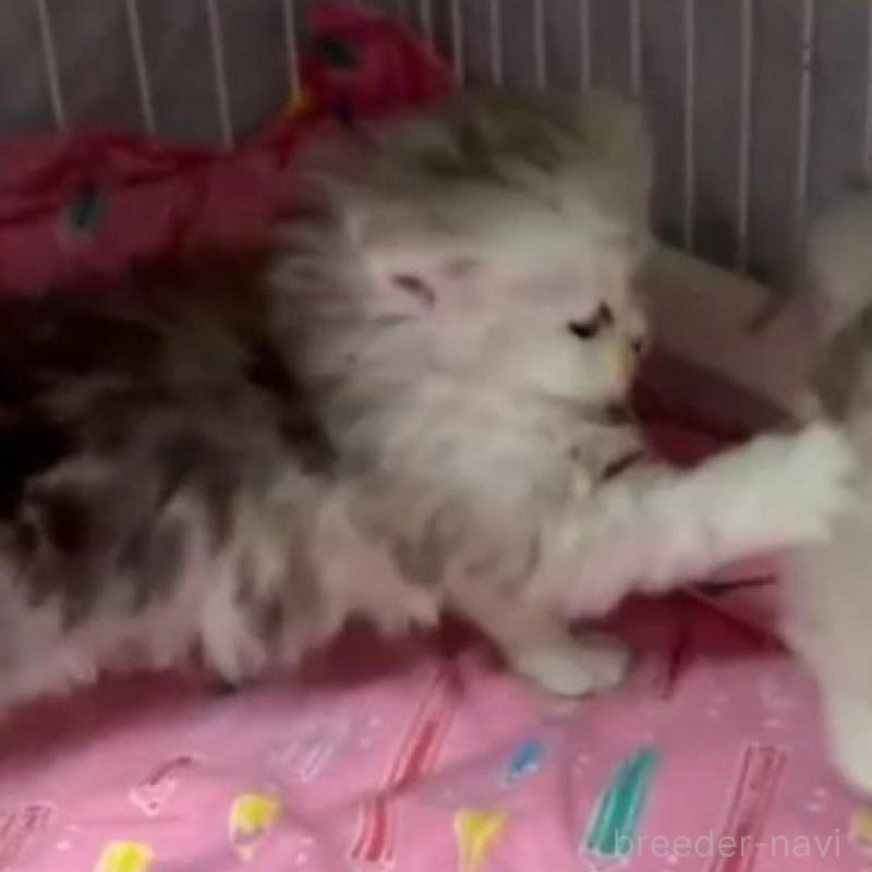 販売中の長野県のペルシャ-135337の3枚目