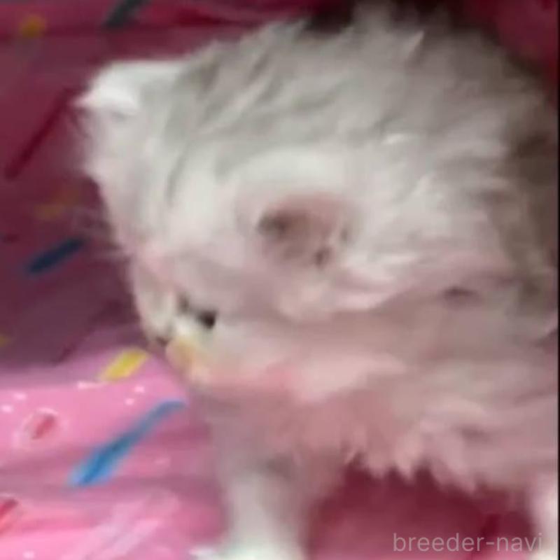 販売中の長野県のペルシャ-135337の2枚目